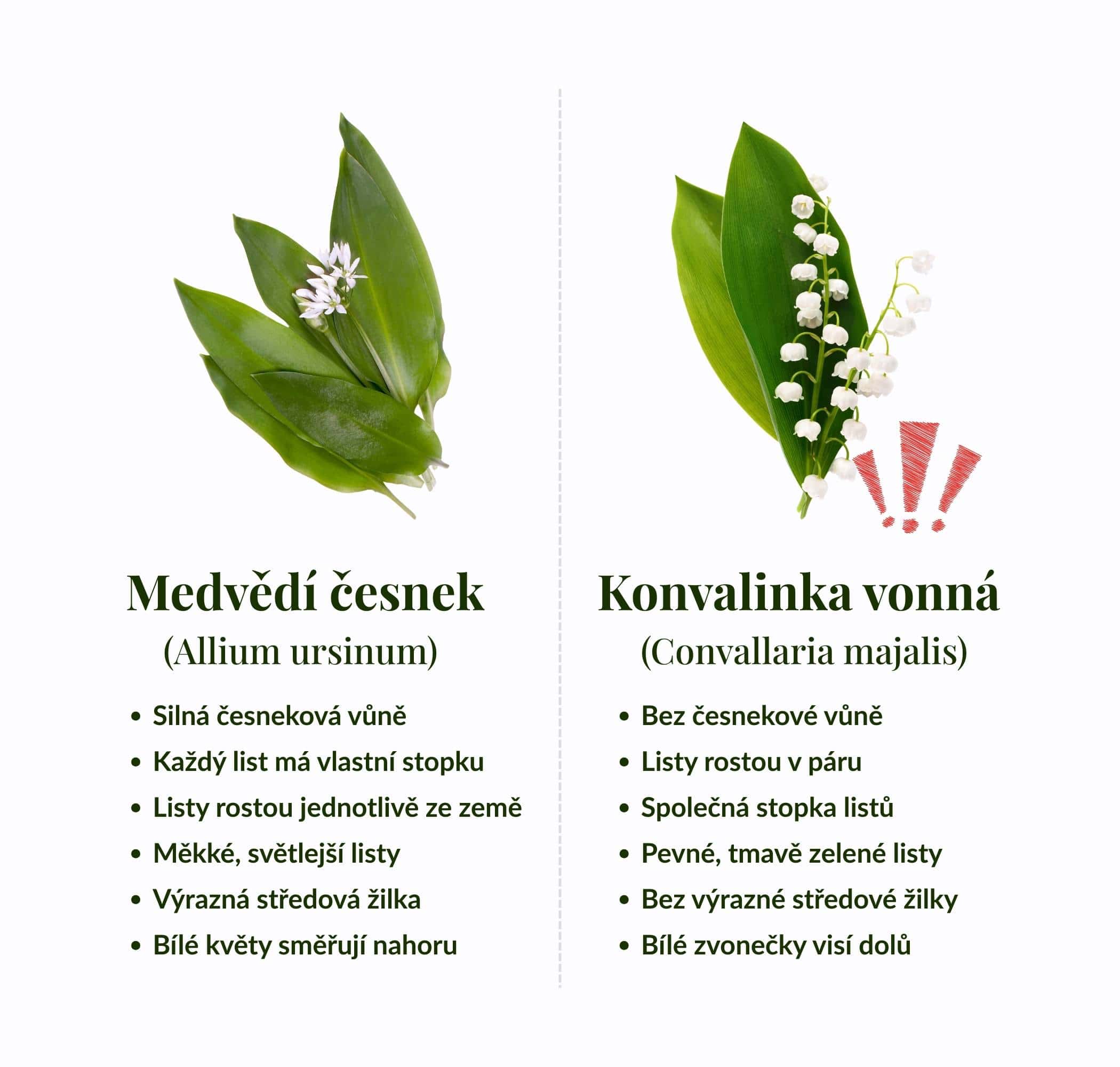 konvalinka-medvedi-cesnek-4-2